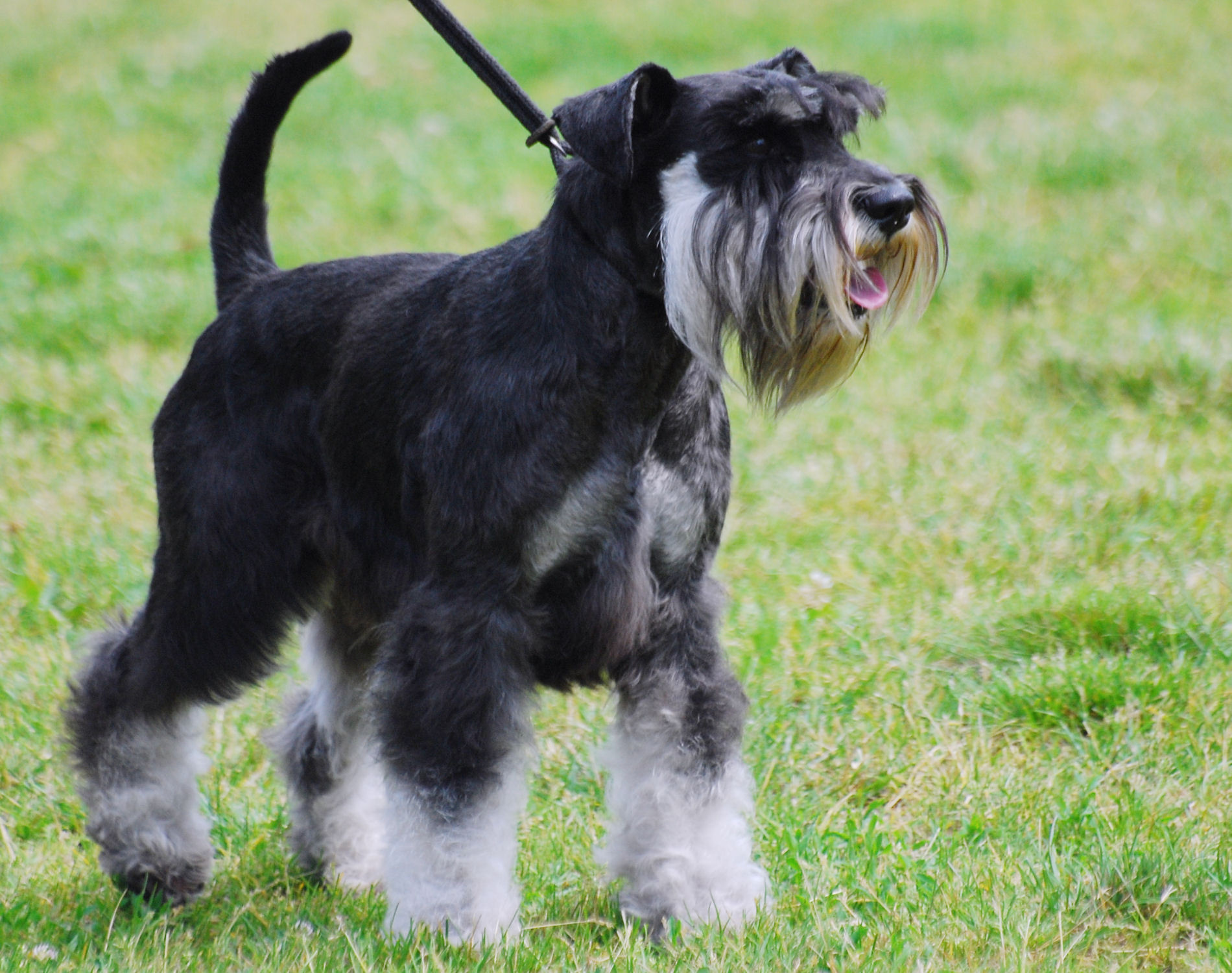 Miniature_Schnauzer_R_02.JPG