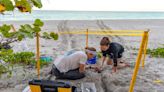 Does beach renourishment affect turtle hatchling success?