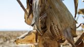 El Nino May See First South Africa White-Corn Imports Since 2017