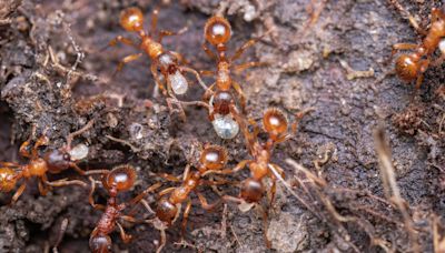 Affluent Calif. town grappling with 'highly aggressive' red fire ant infestation