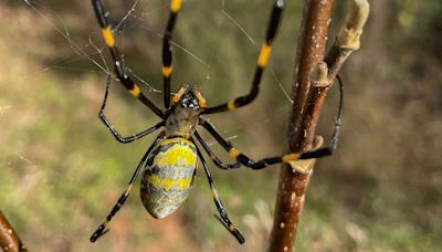 Are 'giant, flying' joro spiders really taking over the U.S.?