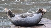 Is the Saugerties seal back? Locals report sightings in Esopus Creek