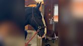 Adorable moment Greater Manchester Police horse falls asleep while having a pamper