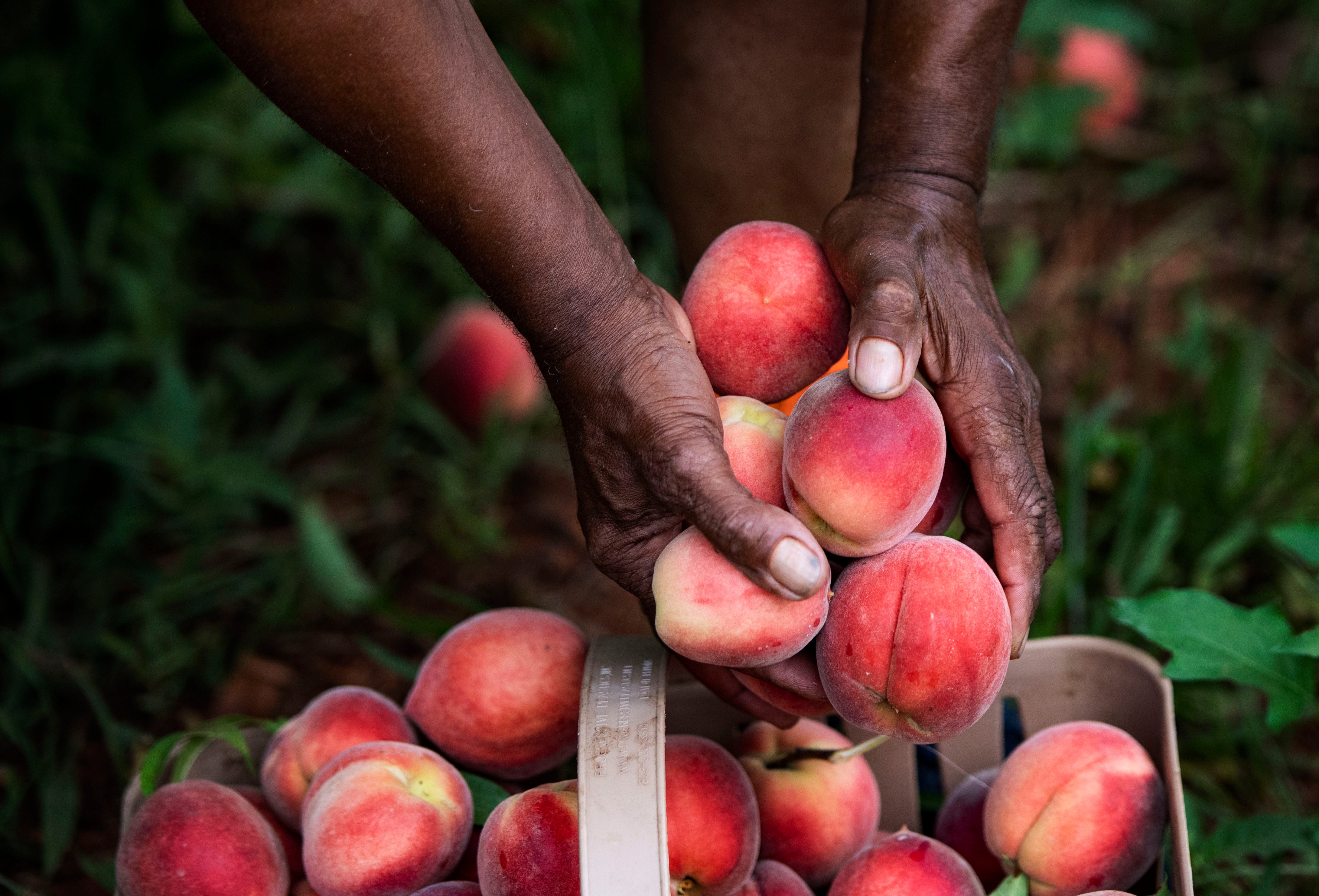 When is peach season in South Carolina? Test your knowledge of peaches with our quiz