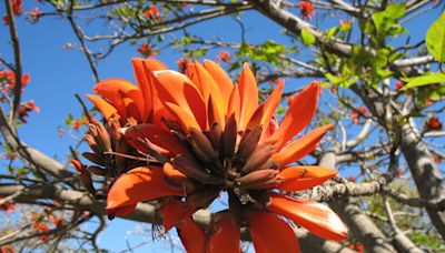 Des centaines de plantes au nom à connotation raciste vont être rebaptisées