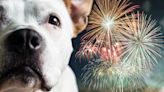 How to help pets tackle fireworks anxiety this Fourth of July