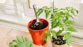 10 Must-Know Tips for Growing Tomatoes Indoors