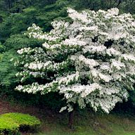 Native to East Asia, known for its unique star-shaped flowers and edible fruit. Grows up to 20 feet tall and wide. Tolerates full sun and a variety of soil types. Resistant to many diseases that affect other dogwood species.