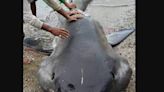 Rare 15ft megamouth shark washes up on Philippines beach