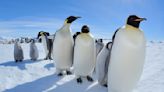 Emperor Penguins in Antarctica Receive Endangered Species Protection as Climate Threat Looms