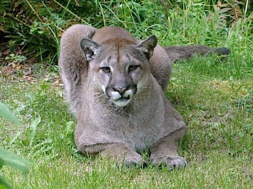 No need to panic? Cougar prowling Bowen Island has locals divided