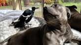 A dog and a bird formed an unlikely friendship. Their separation has infuriated followers