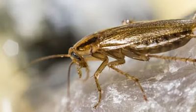 A pest of our own making: revealing the true origins of the not-so-German cockroach - EconoTimes