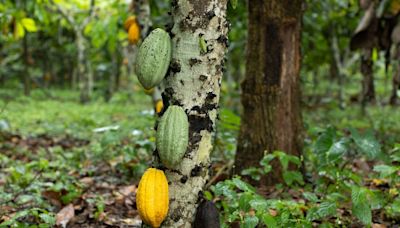 Como uma safra fracassada de cacau fez os preços dispararem e abalou a indústria do chocolate