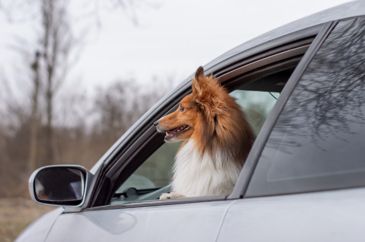 Lyft Driver Quit His Job To Start a Taxi Service with His Collie Dog