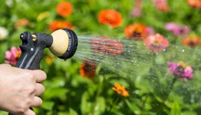 How to keep flowers alive in the scorching NJ heat this summer