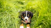 Bernese Mountain Puppy Can't Stop Leaping in Any Bush He Sees