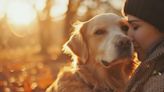 Día Mundial del Perro: cuáles son los 10 canes más inteligentes y compañeros