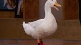 Wrinkle The Duck Helps Resurrect A TV Classic With 1 Incredibly Stupid Trick