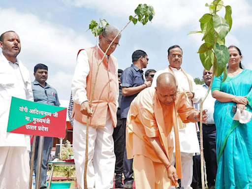 UP achieves green feat with 36.51 crore saplings | Lucknow News - Times of India