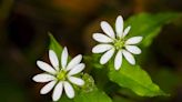 22 Weeds and Invasive Plants That Are Actually Delicious—Here's How to Use Them in Your Cooking