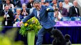 Miniature poodle named Sage wins Westminster Kennel Club dog show