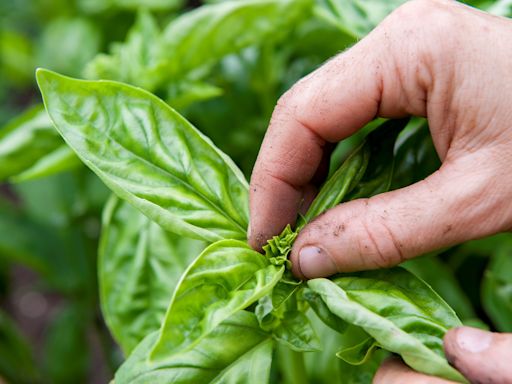 How to Prune Basil to Boost Your Harvest
