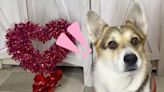 Watch How To Make These 3 Easy DIY Valentine's Day Gifts for Your Pet