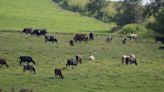 New dairy promises Iowa industry growth but who will milk all those cows?