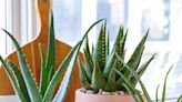 How to Propagate an Aloe Plant to Expand Your Succulent Collection