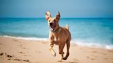 ¿Viajas con tu mascota a la costa? Estas son las playas de Andalucía que admiten perros