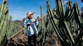 Celebran 50 aniversario de la Feria de la Pitaya, fruta que sostiene la economía de Tianguistengo, Oaxaca