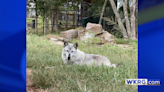 Alabama Gulf Coast Zoo mourns beloved resident Jett, a Timberwolf