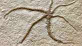 Fossil Catches Starfish Cousin in the Act of Cloning Itself
