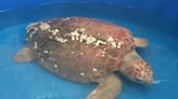 5 things to know about sea turtle rescue center as it prepares to celebrate its 25th year
