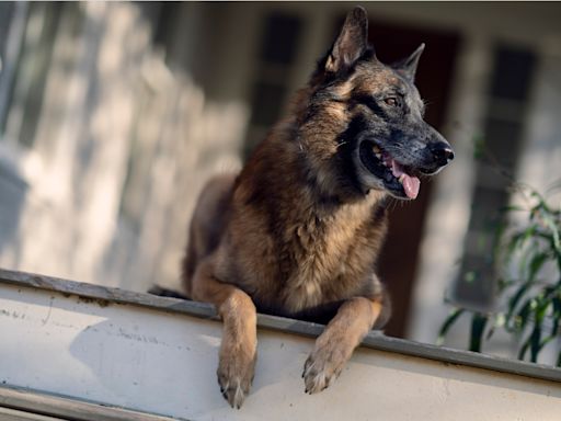 Seven, ‘The Walking Dead’ Dog, Dies; Norman Reedus, Melissa McBride, More Pay Tribute