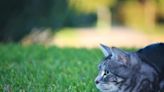 The Future of Australia’s Cats