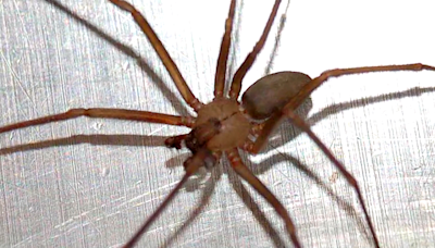 Georgia woman rushed to the hospital after multiple bites from venomous brown recluse spider