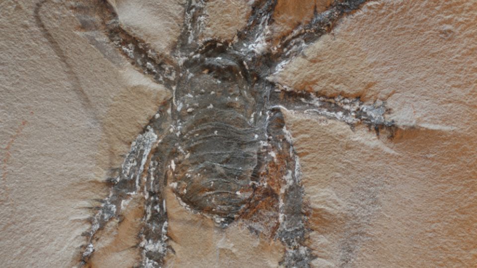 A ‘striking’ creature with large spiky legs roamed what’s now Illinois 300 million years ago