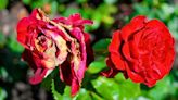 Roses may not bloom again if gardeners ignore signs of serious summer disease