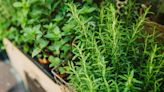 Grow an endless supply of herbs using store-bought produce with simple tips