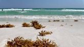 How will we cope with the huge mass of seaweed aimed at Florida’s beaches this summer? | Opinion