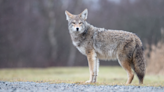 Don’t call 911 about coyotes unless it’s an emergency: LaSalle police
