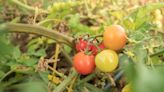 3 Reasons Your Tomato Plant Leaves Are Turn ing Yellow