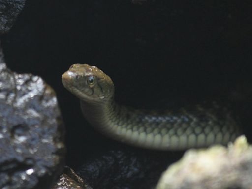 Snake bites man in Bihar, he bites it back twice. Reptile dies, man survives