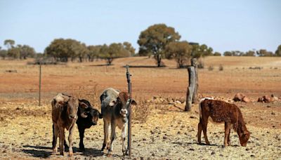 80% de los ganaderos en Calvillo han vendido sus animales: Ambriz