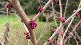 Plant these native trees for beauty, shade and other benefits