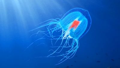La medusa inmortal, el increíble ser vivo que puede evitar la muerte