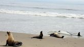 What's killing the sea lions on some of America's safest beaches?
