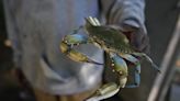 Virginia commission lifts ban on winter dredging for blue crabs; opponents of decision snap back - WTOP News